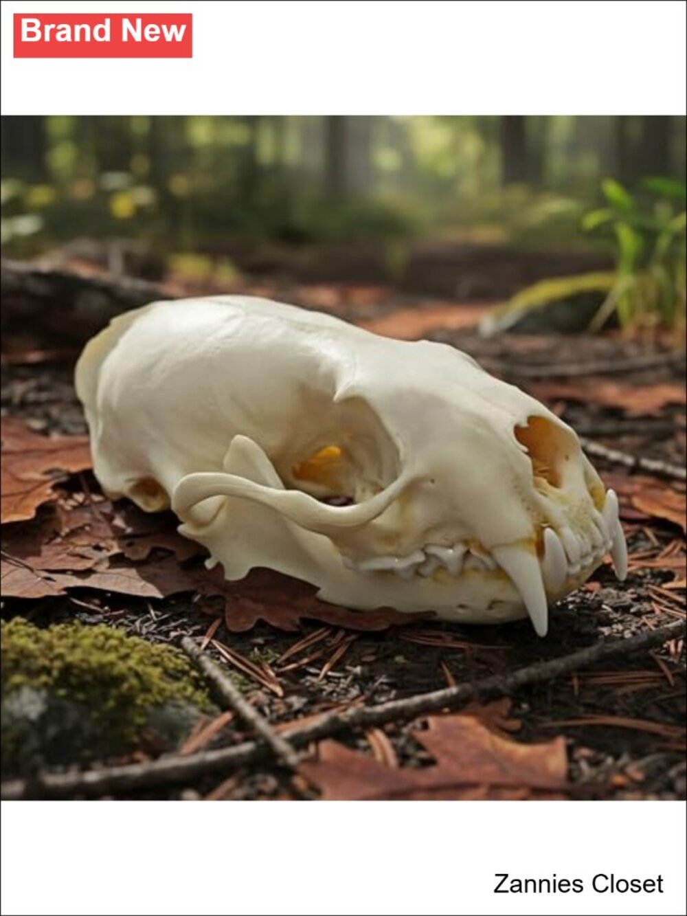 👻 Real Mink Skull Taxidermy Specimen Bones Science Education Decor